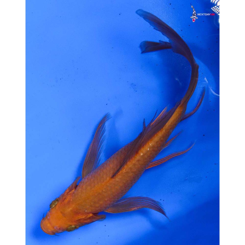 7” Imported Chagoi Butterfly Koi