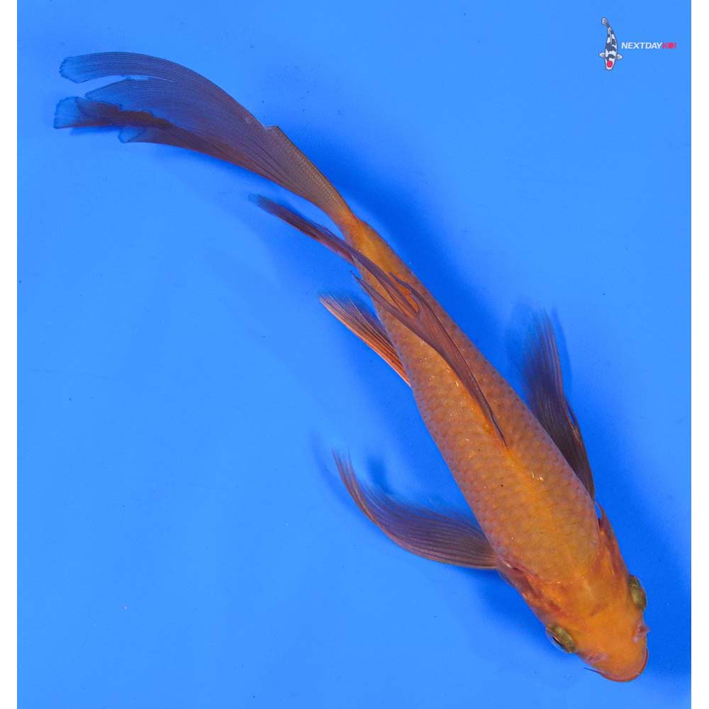 7” Imported Chagoi Butterfly Koi