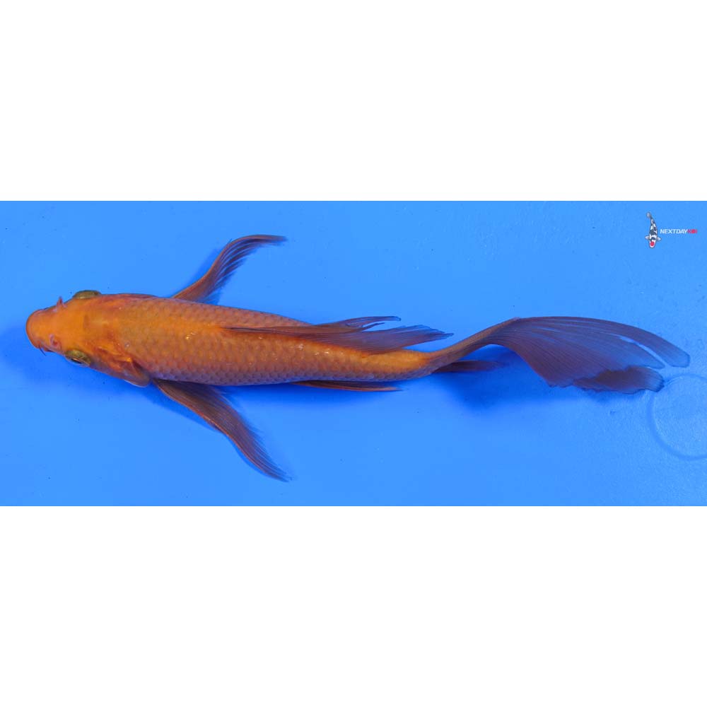 7” Imported Chagoi Butterfly Koi