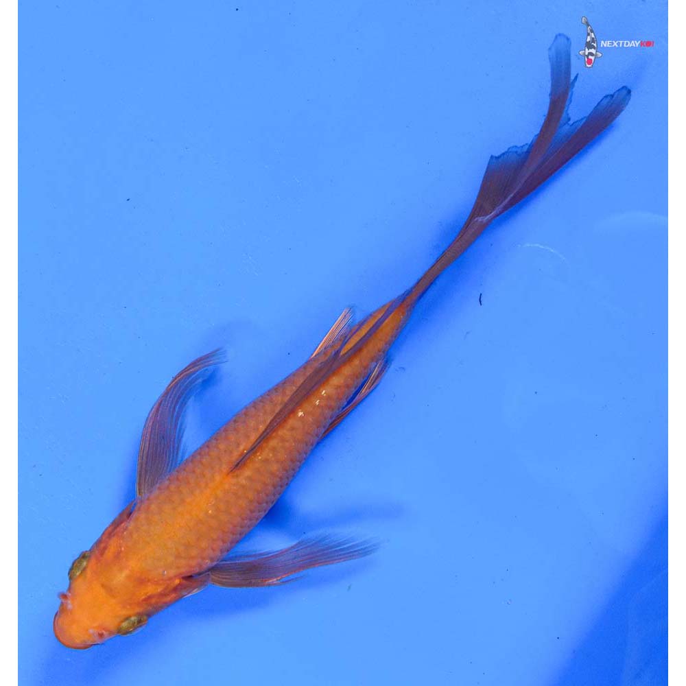 7” Imported Chagoi Butterfly Koi