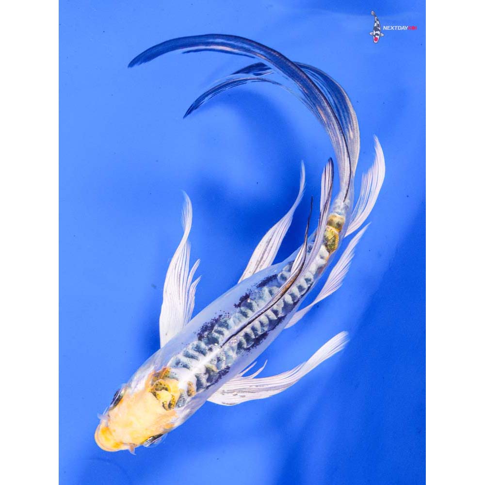 7” Imported Kin Kikokuryu Butterfly Koi