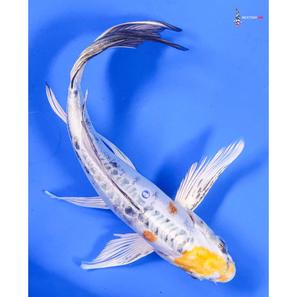 7” Imported Heisei Nishiki Butterfly Koi