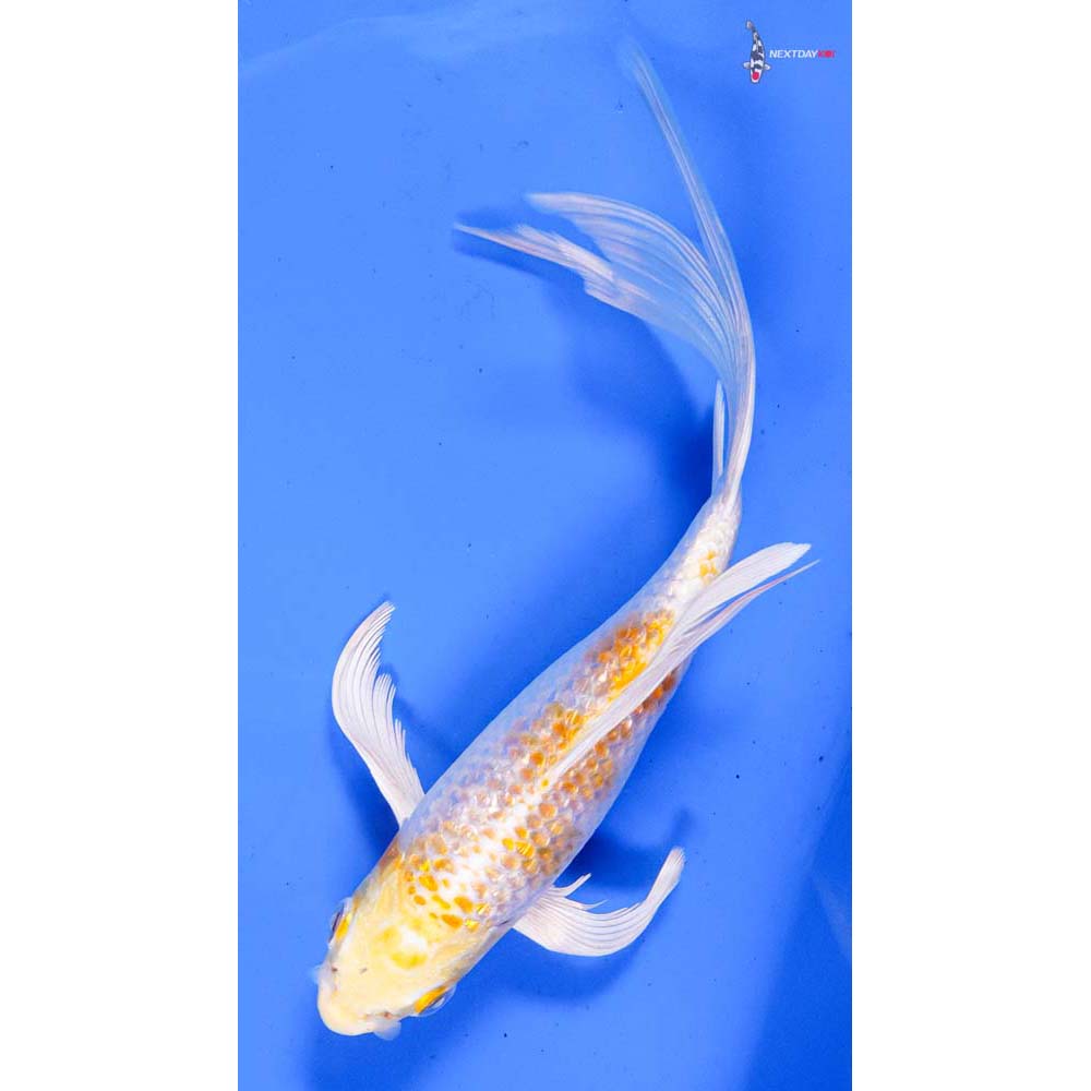 6” Imported Gin Rin Lemon Hariwake Butterfly Koi