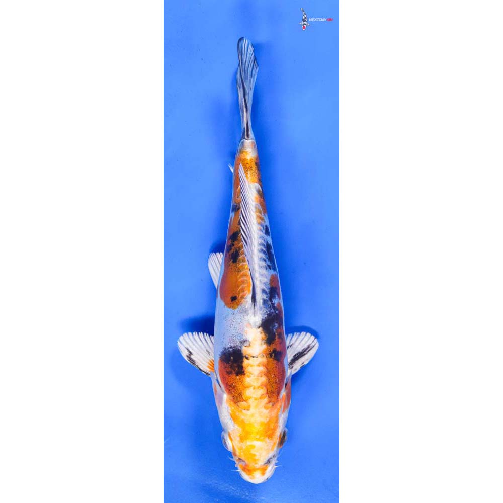 8” Imported Heisei Nishiki