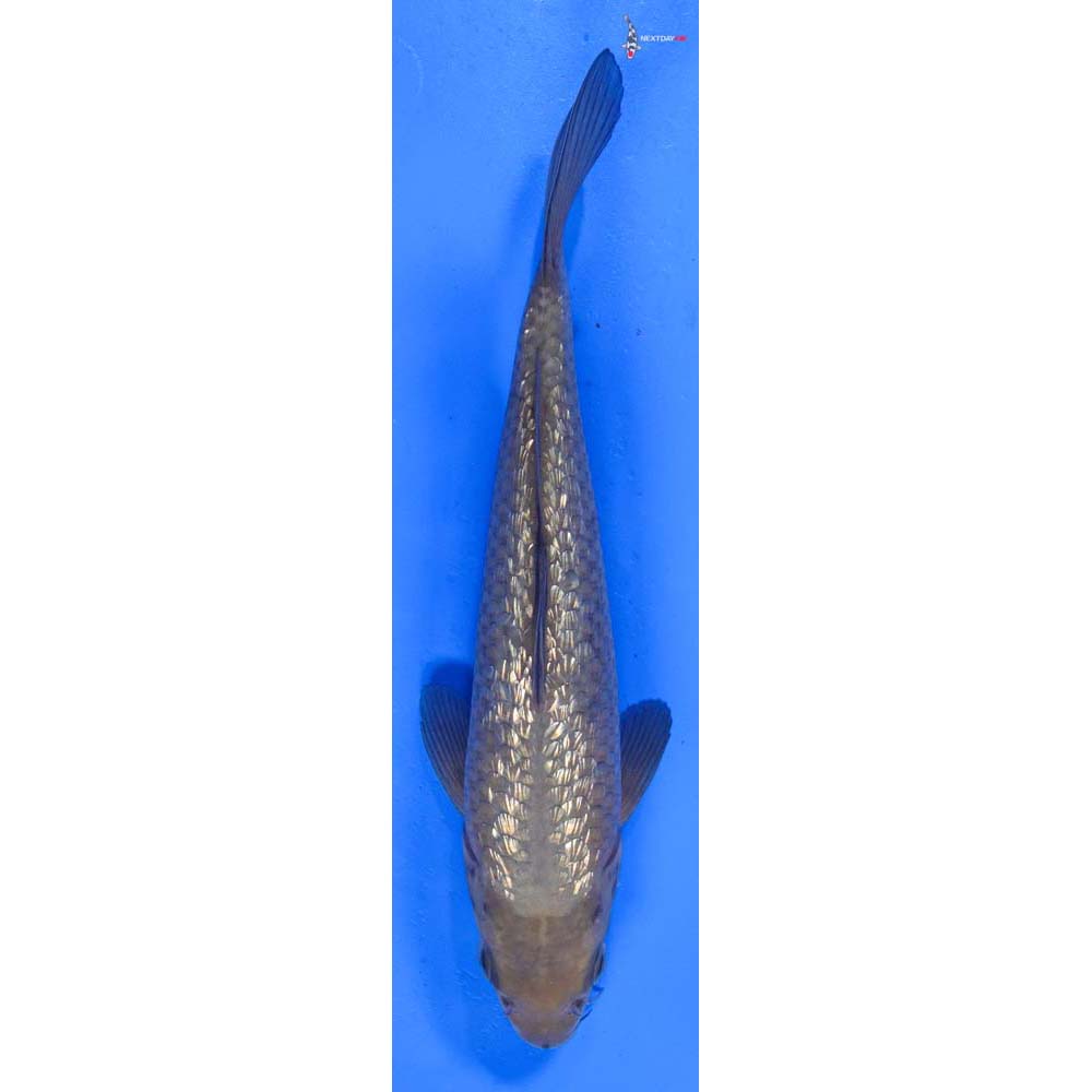 8.5” Imported Gin Rin Chagoi