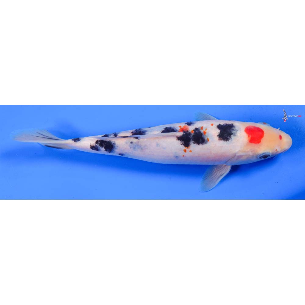 8.5” Imported Sanke
