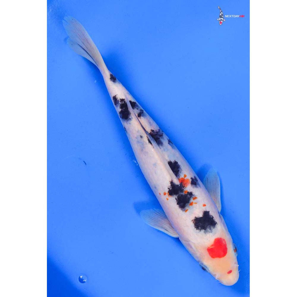 8.5” Imported Sanke