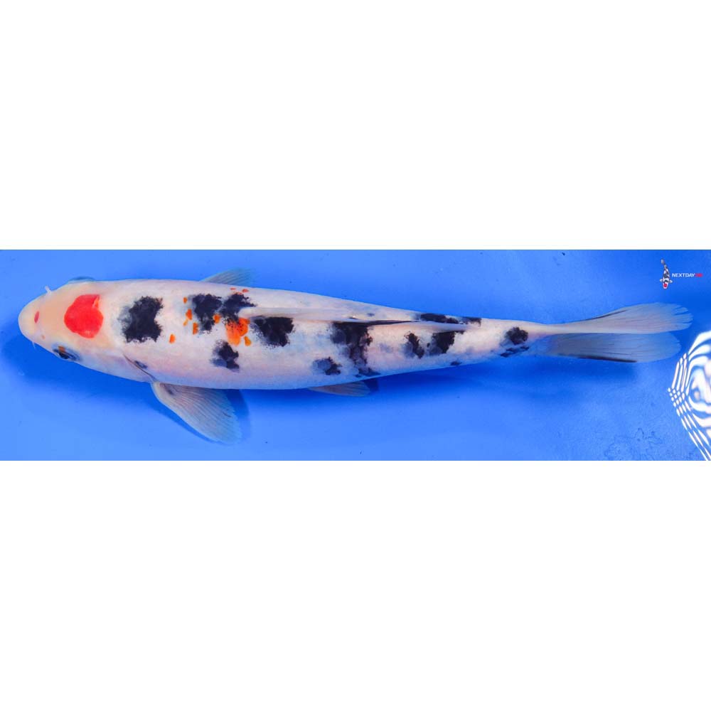 8.5” Imported Sanke