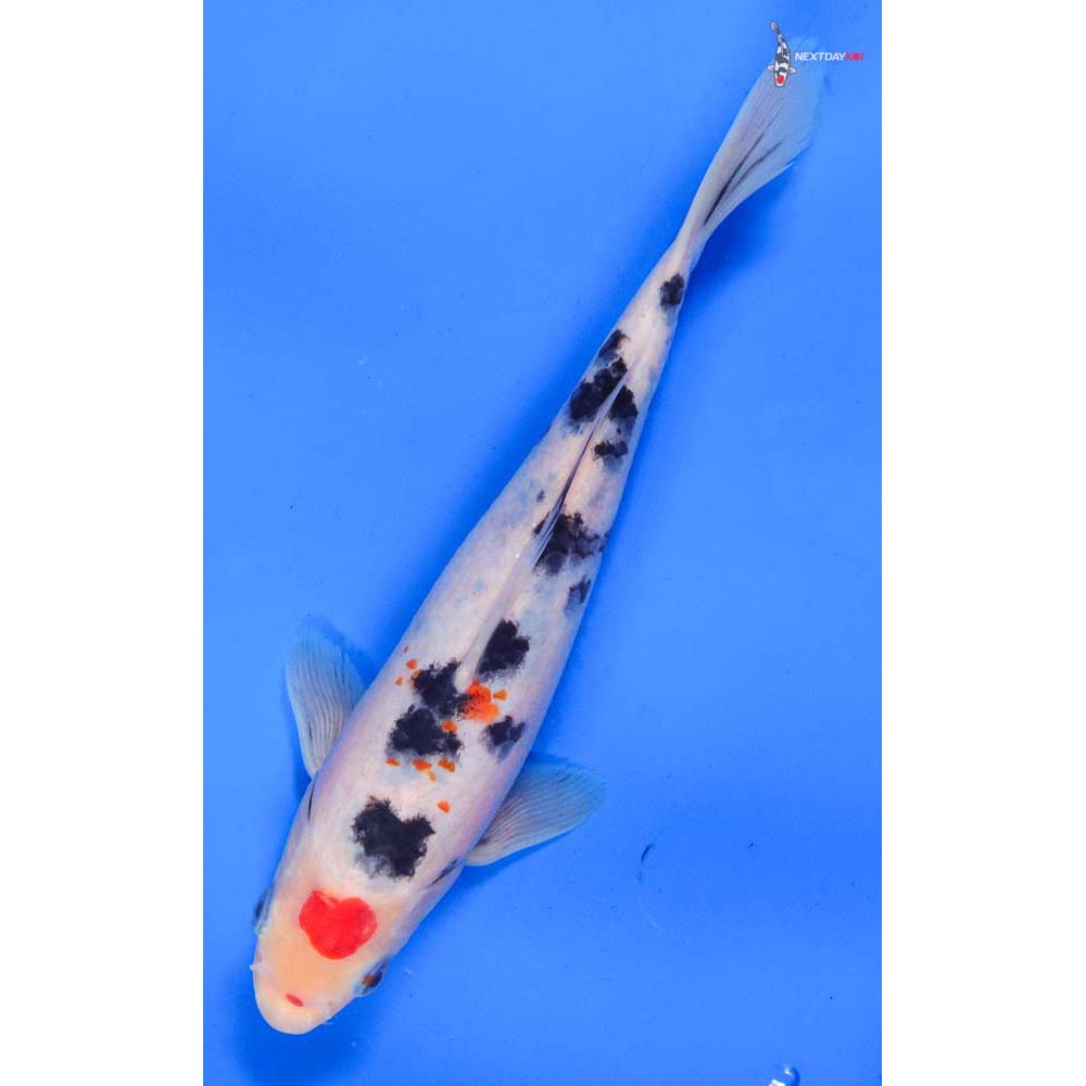 8.5” Imported Sanke