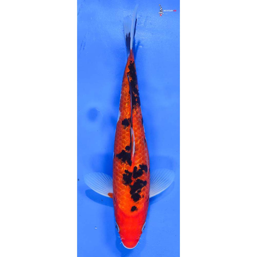 9” Imported Gin Rin Sanke