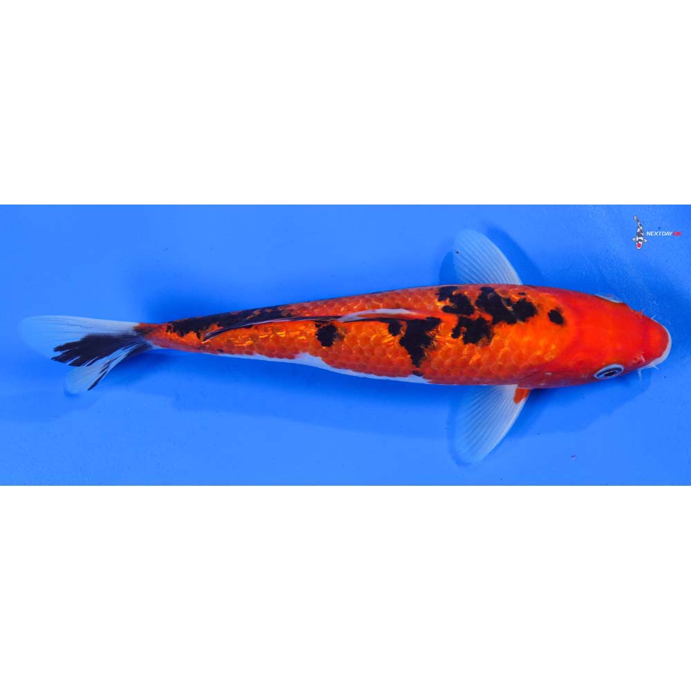 9” Imported Gin Rin Sanke