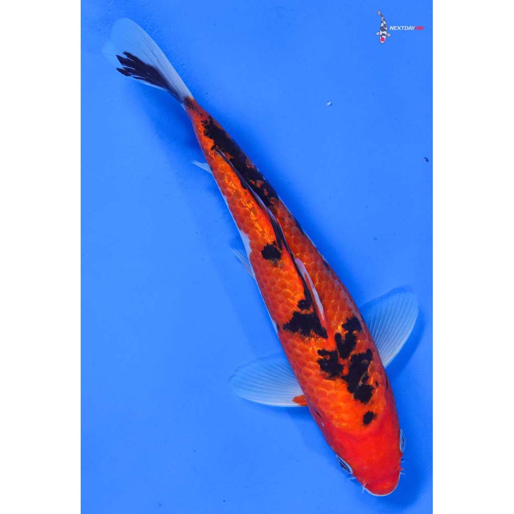 9” Imported Gin Rin Sanke