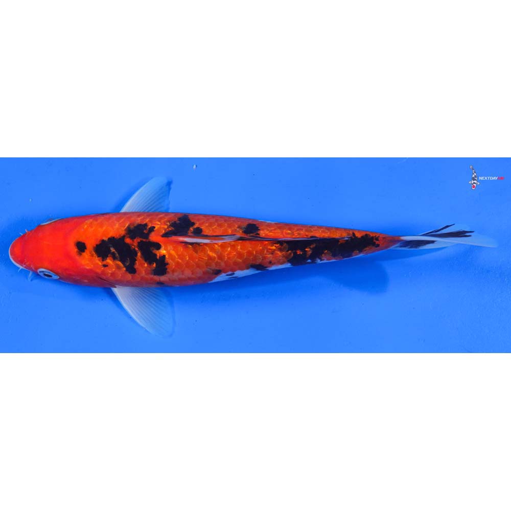 9” Imported Gin Rin Sanke