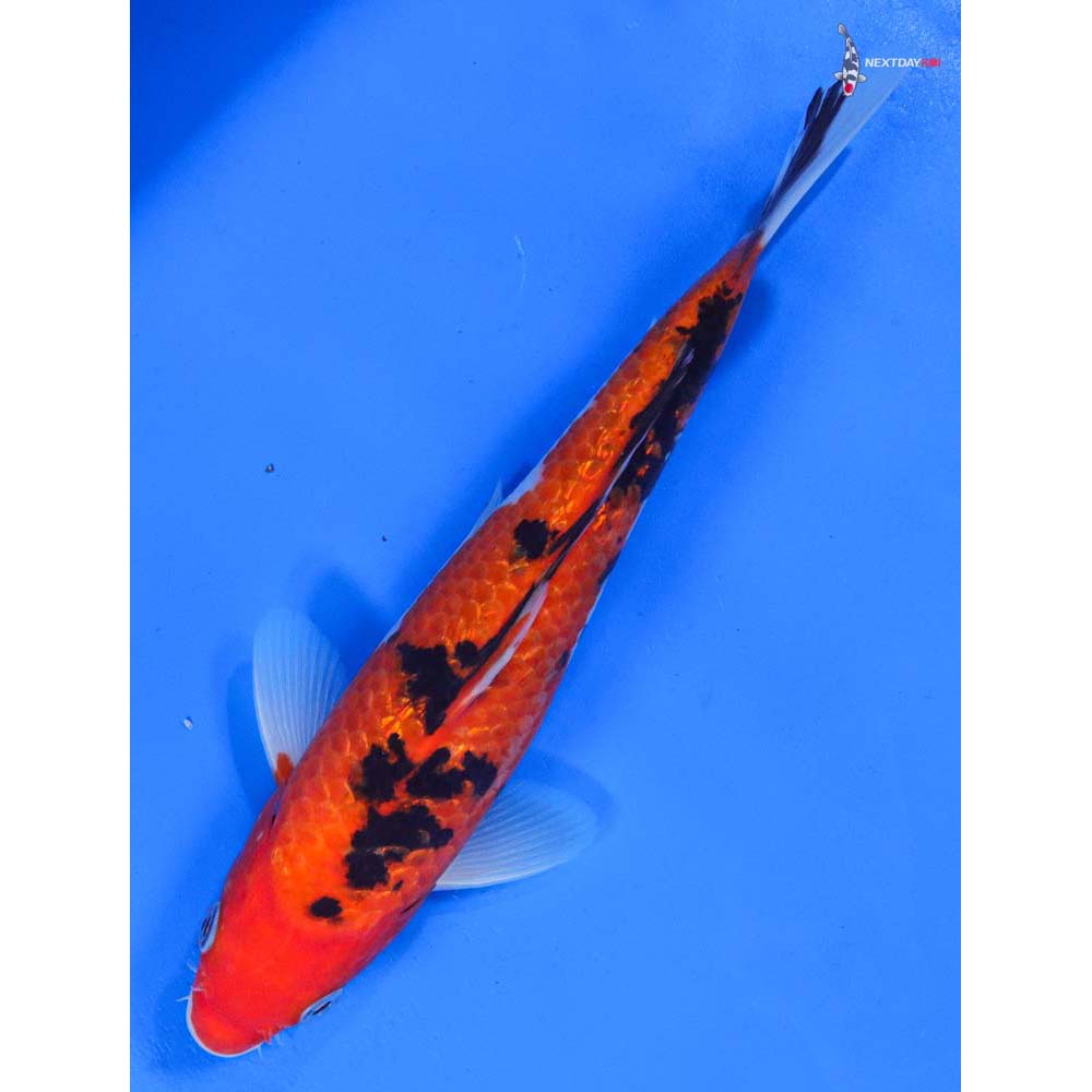 9” Imported Gin Rin Sanke