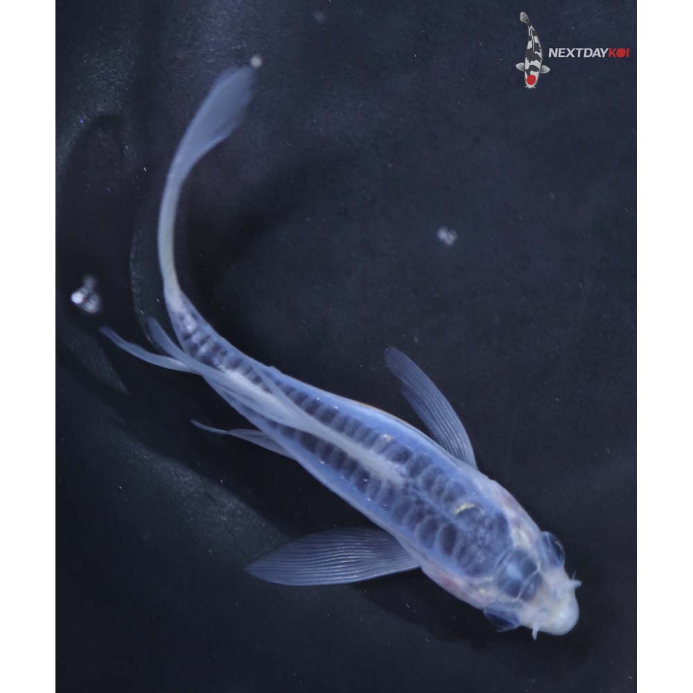 4” Imported Shusui Butterfly Koi