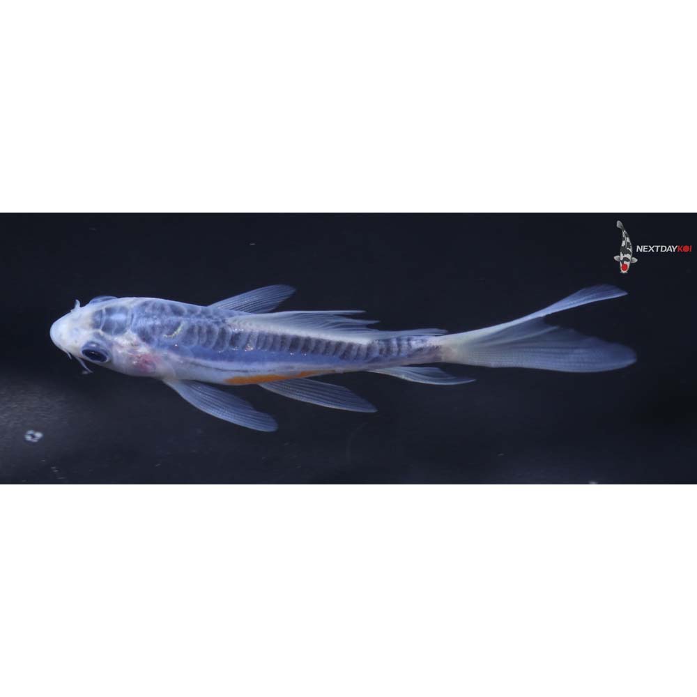 4” Imported Shusui Butterfly Koi