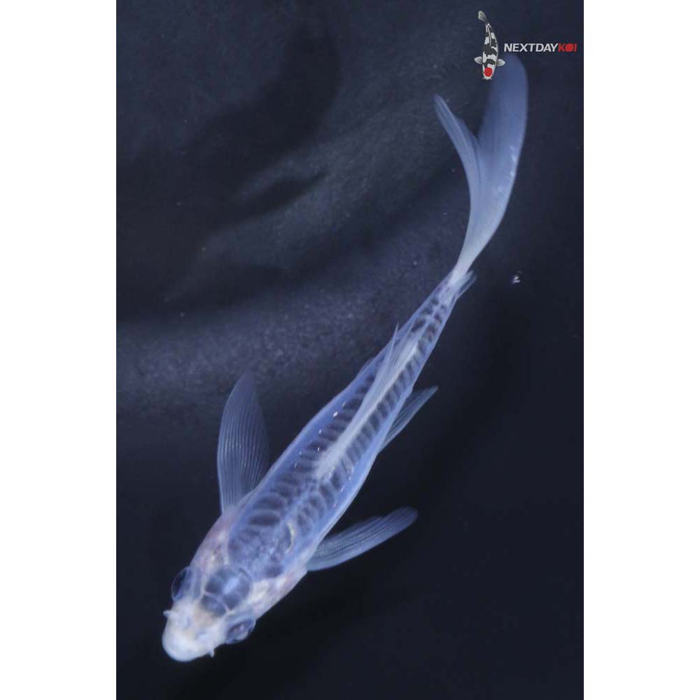 4” Imported Shusui Butterfly Koi