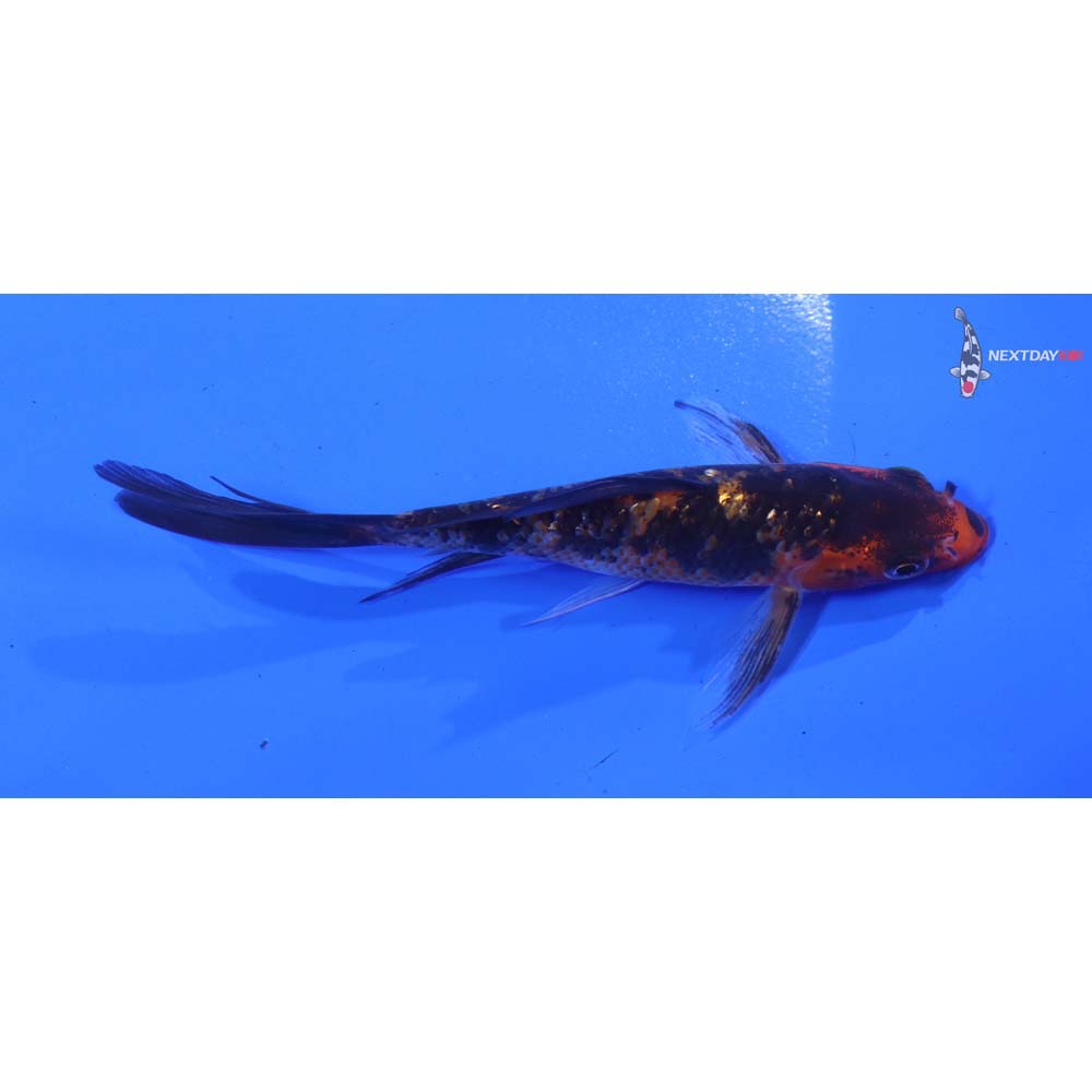 4.5” Imported Gin Rin Aka Bekko Butterfly Koi