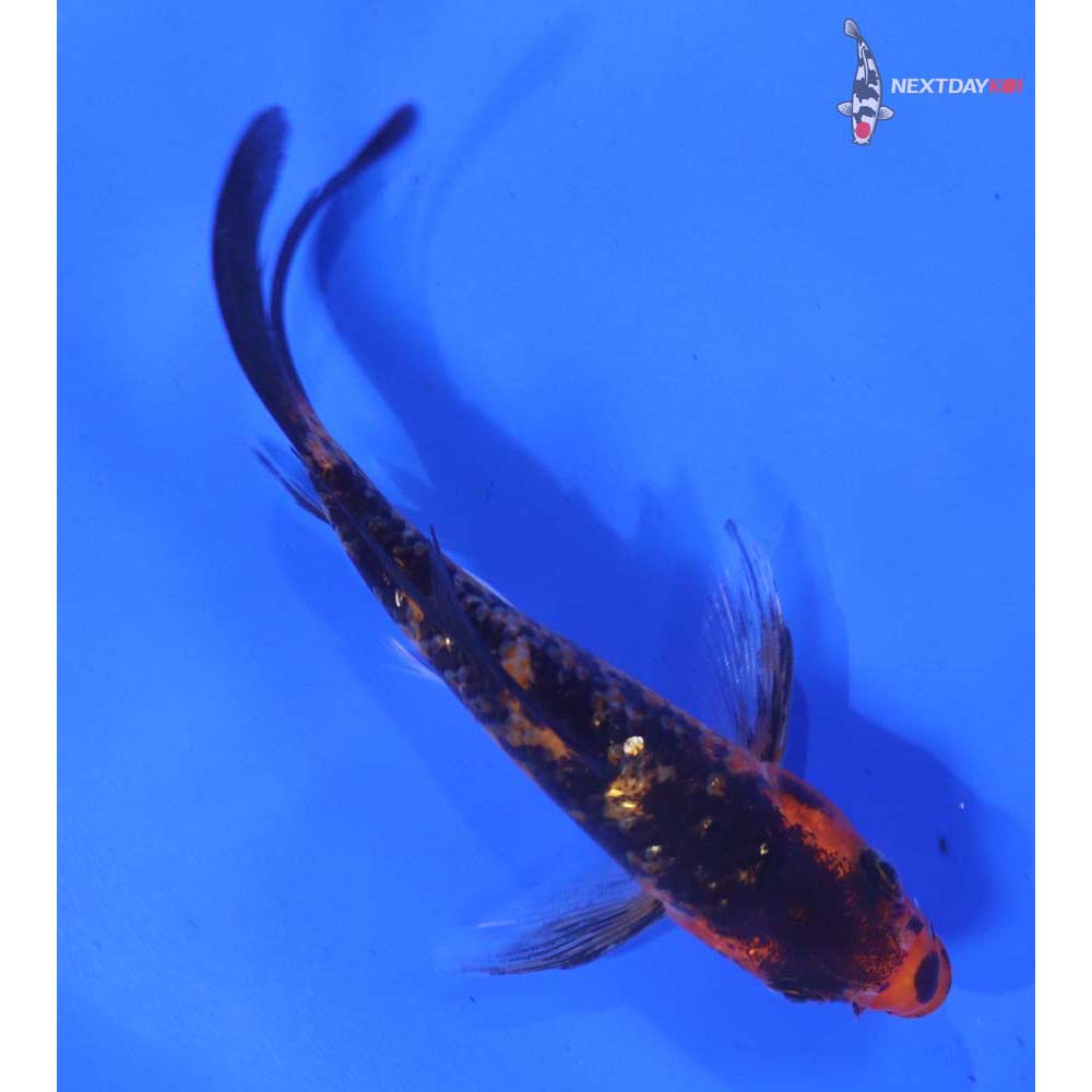 4.5” Imported Gin Rin Aka Bekko Butterfly Koi