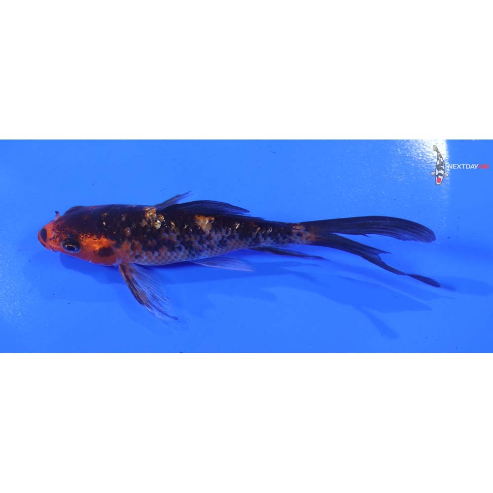 4.5” Imported Gin Rin Aka Bekko Butterfly Koi