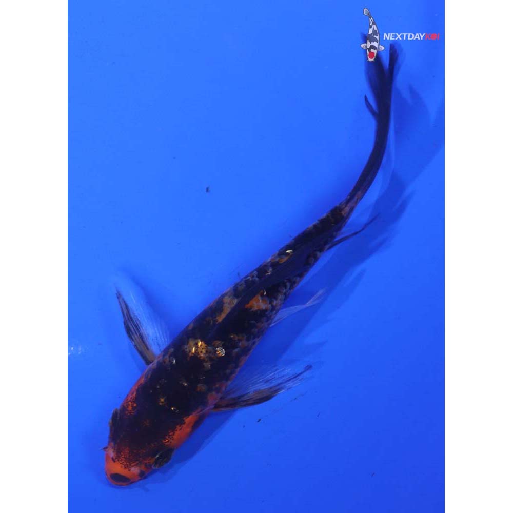 4.5” Imported Gin Rin Aka Bekko Butterfly Koi