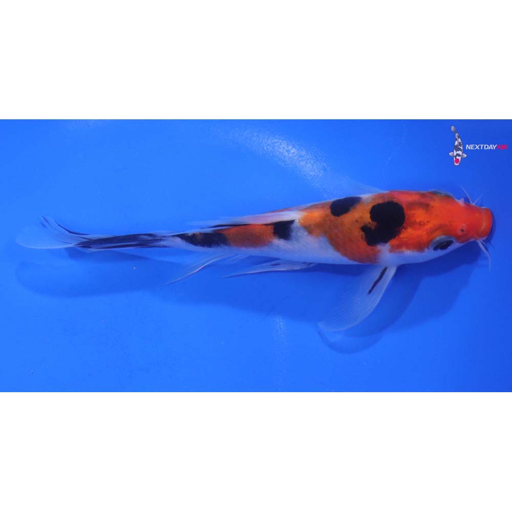 5.5” Imported Sanke Butterfly Koi