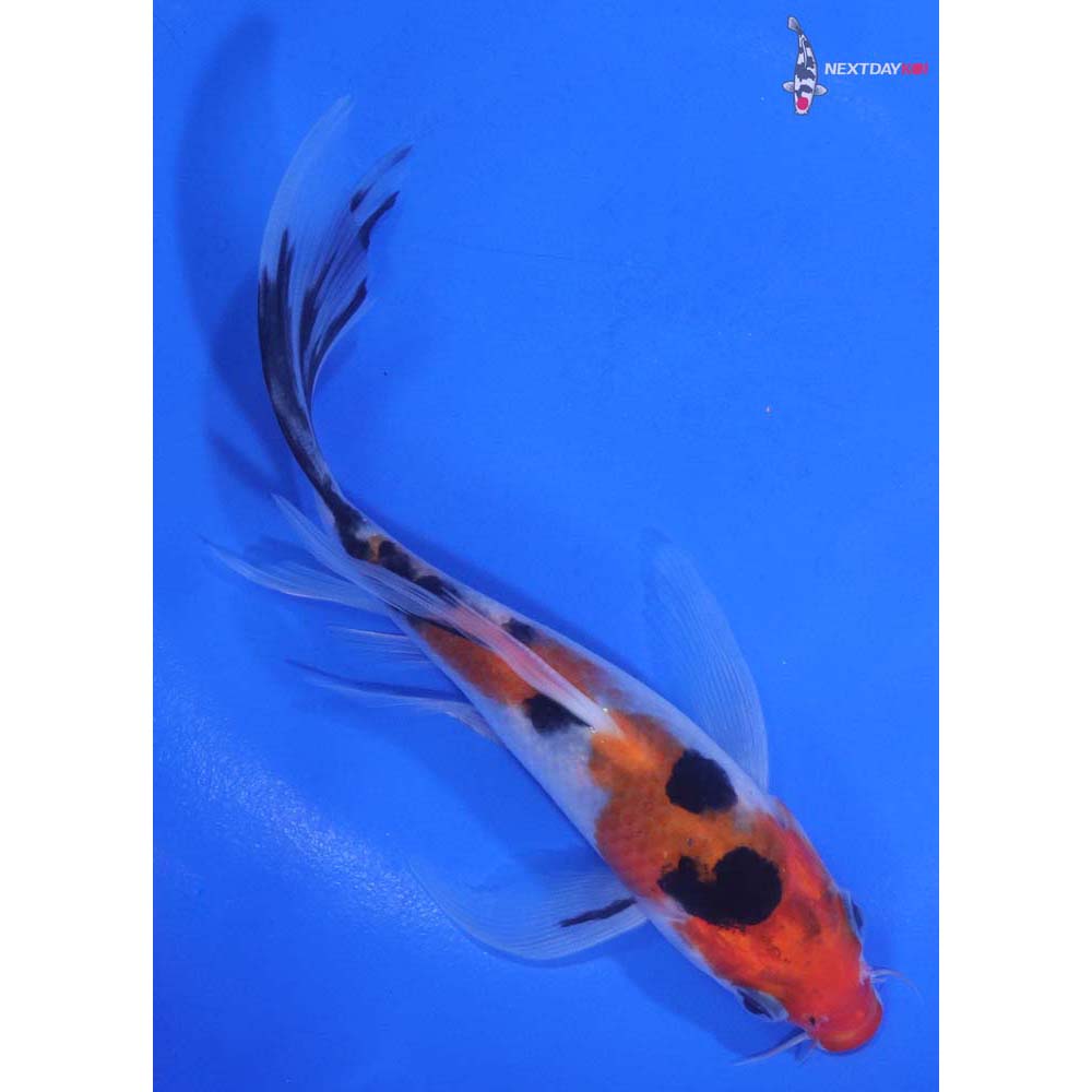 5.5” Imported Sanke Butterfly Koi