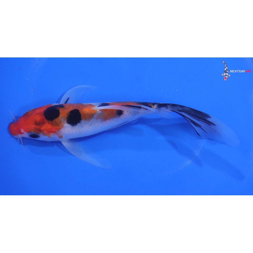 5.5” Imported Sanke Butterfly Koi