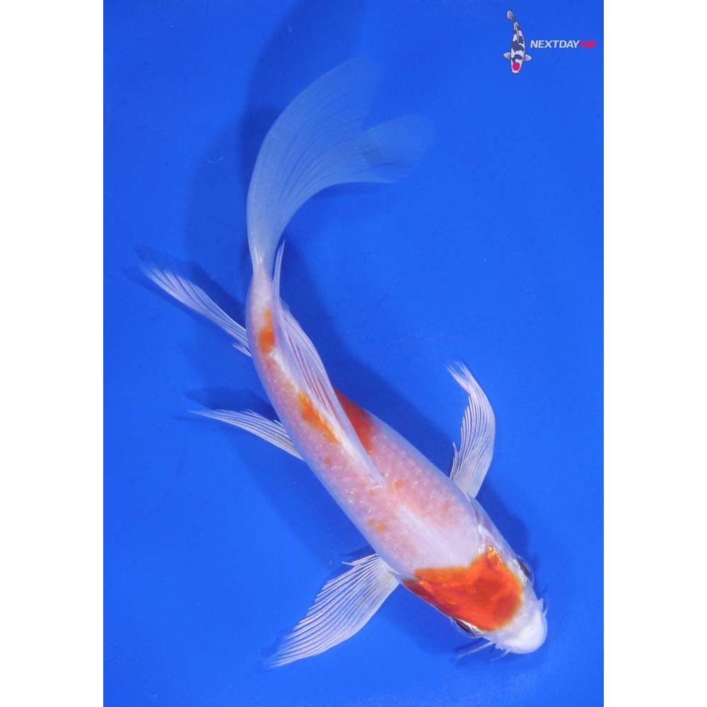 5.5” Imported Hariwake Butterfly Koi