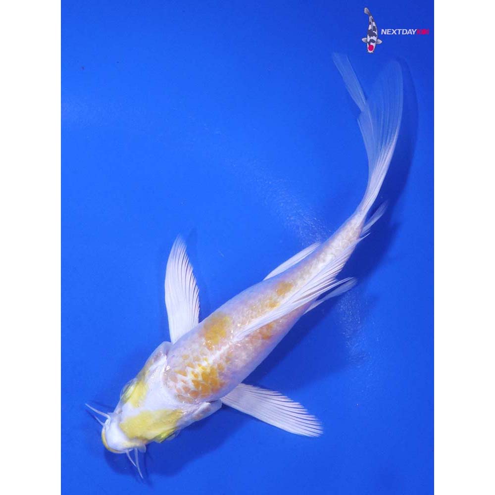 5” Imported Lemon Hariwake Butterfly Koi