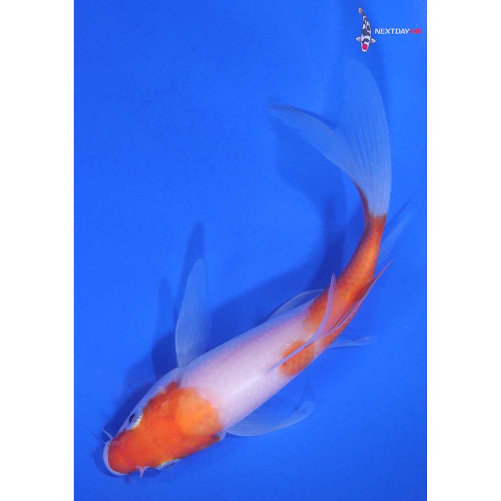5.5” Imported Kohaku Butterfly Koi
