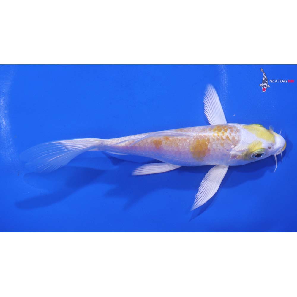 5” Imported Lemon Hariwake Butterfly Koi
