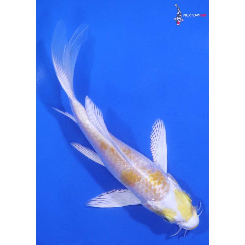 5” Imported Lemon Hariwake Butterfly Koi