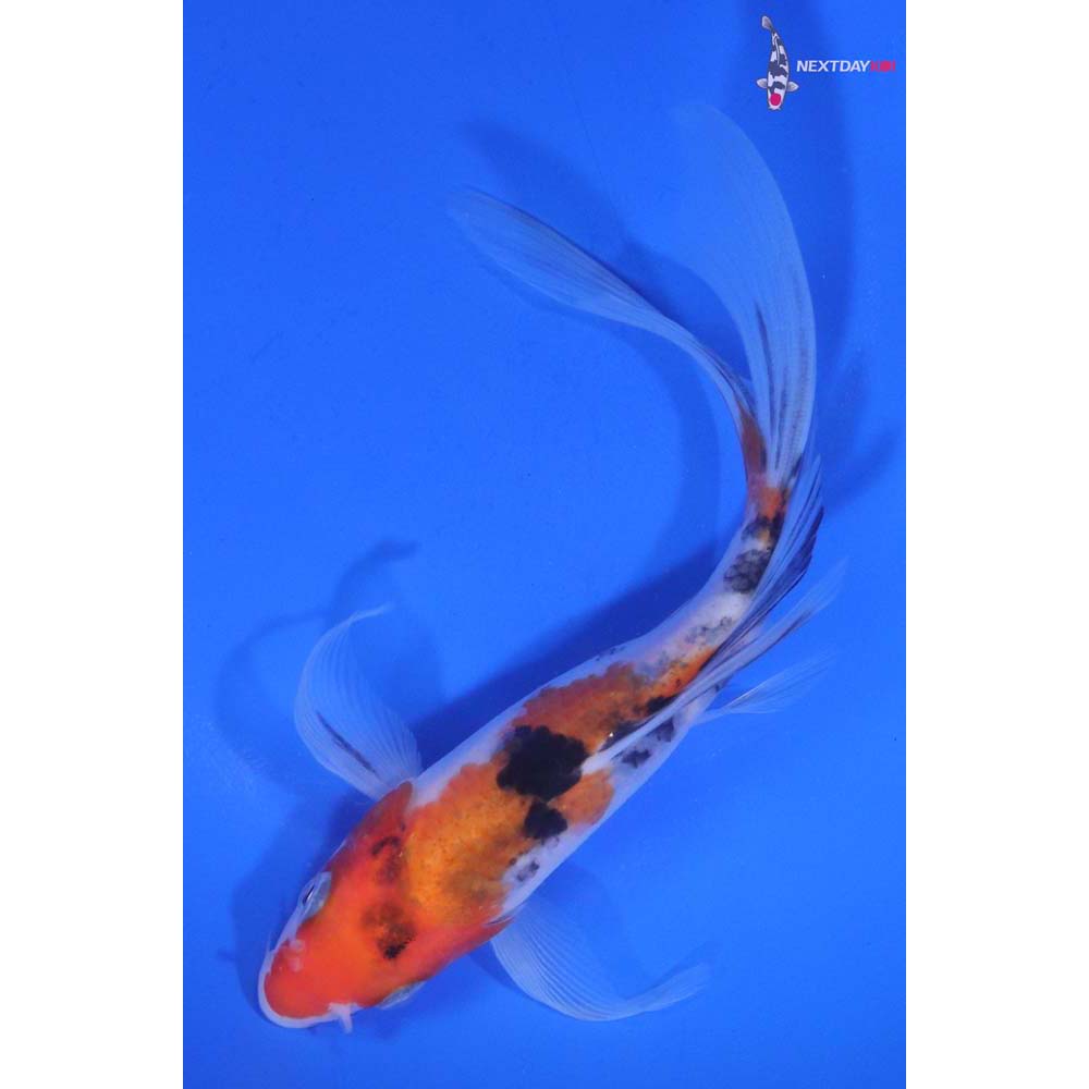 6” Imported Sanke Butterfly Koi