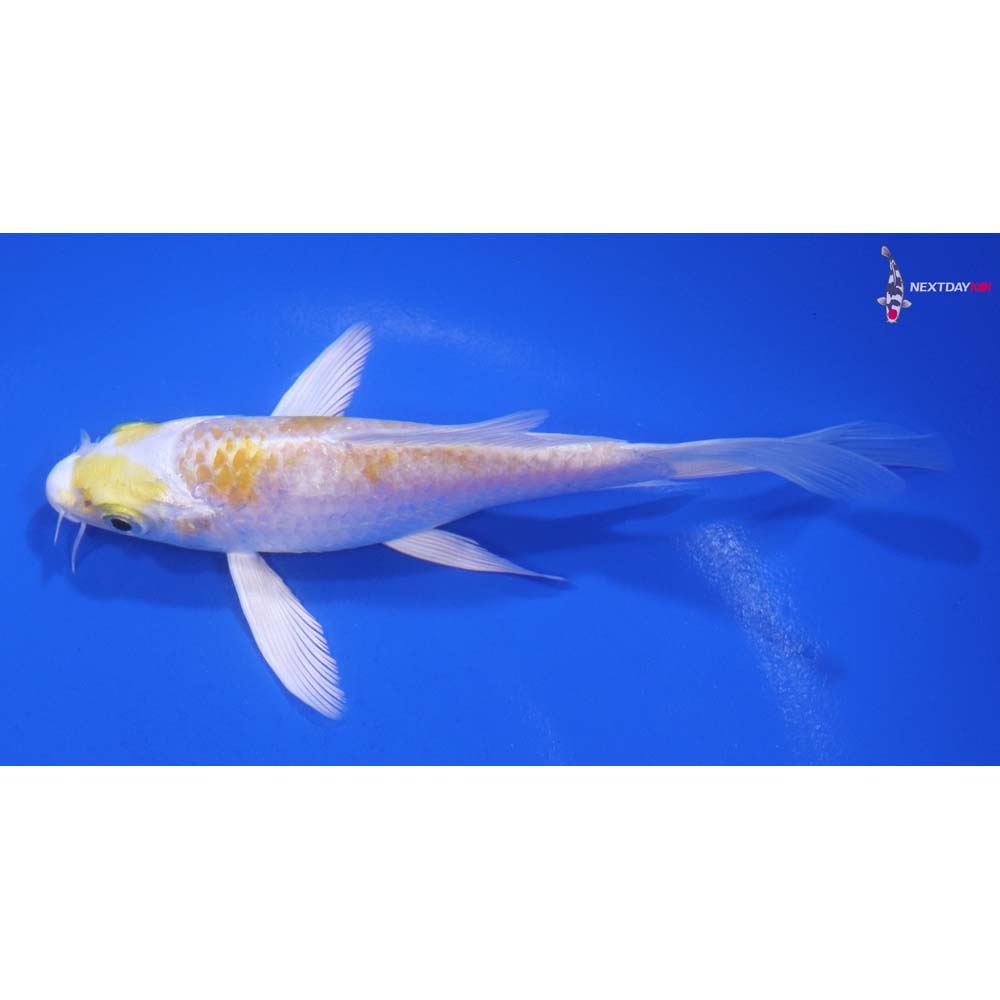 5” Imported Lemon Hariwake Butterfly Koi