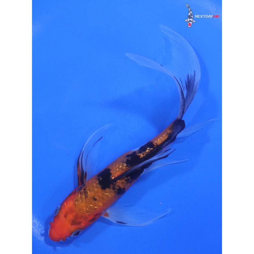 6” Imported Sanke Butterfly Koi
