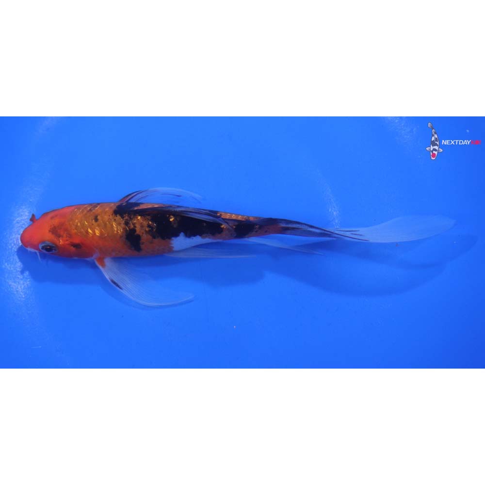 6” Imported Sanke Butterfly Koi