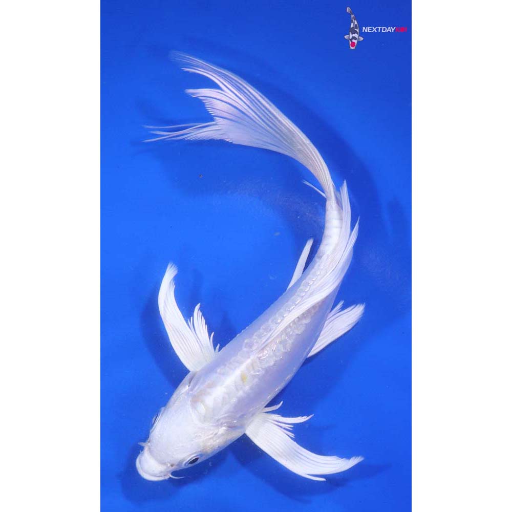 6” Imported Doitsu Platinum Ogon Butterfly Koi