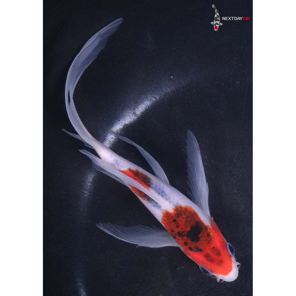 6” Imported Goromo Butterfly Koi