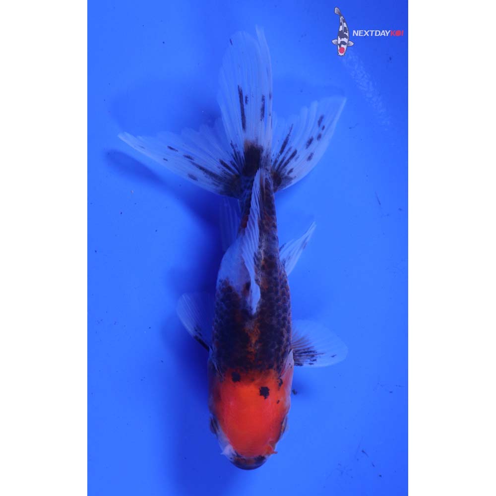3” Imported Calico Oranda
