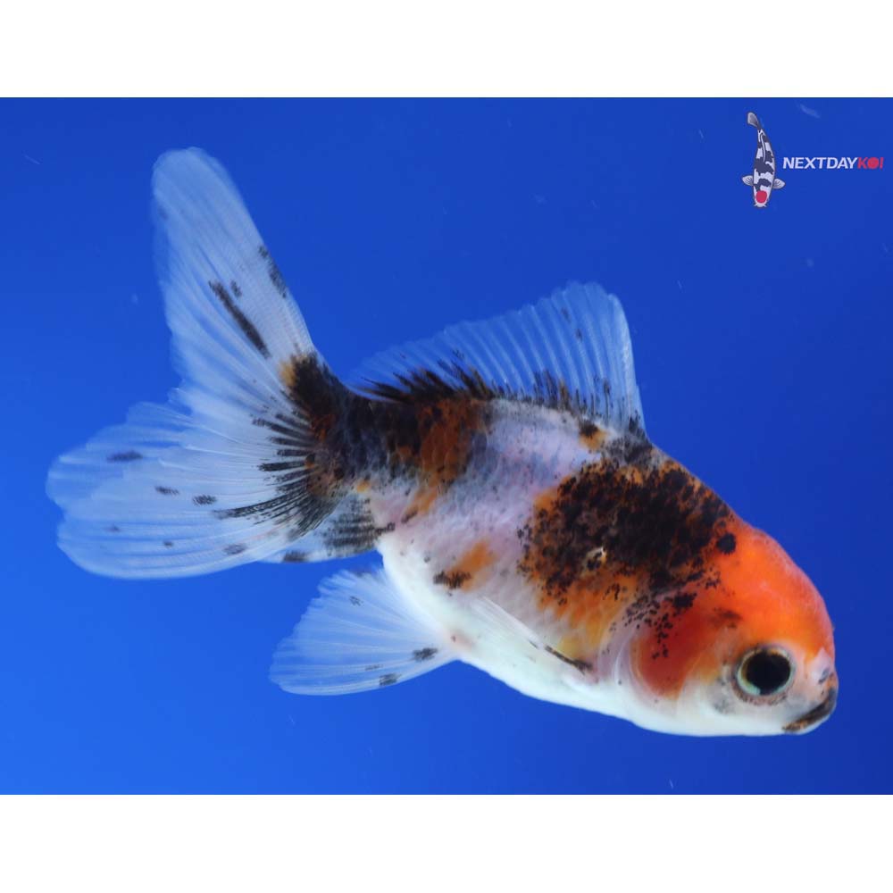 3” Imported Calico Oranda