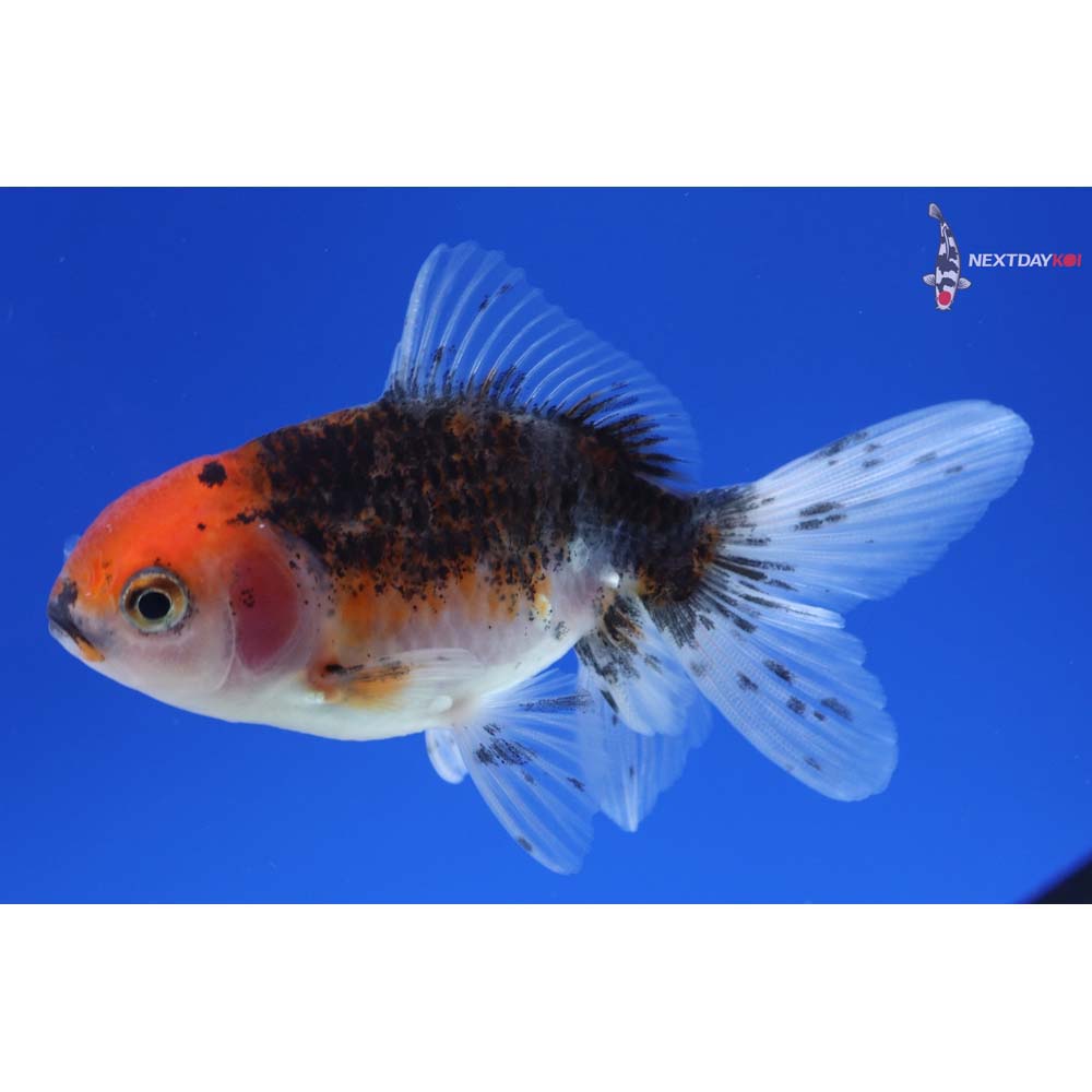 3” Imported Calico Oranda