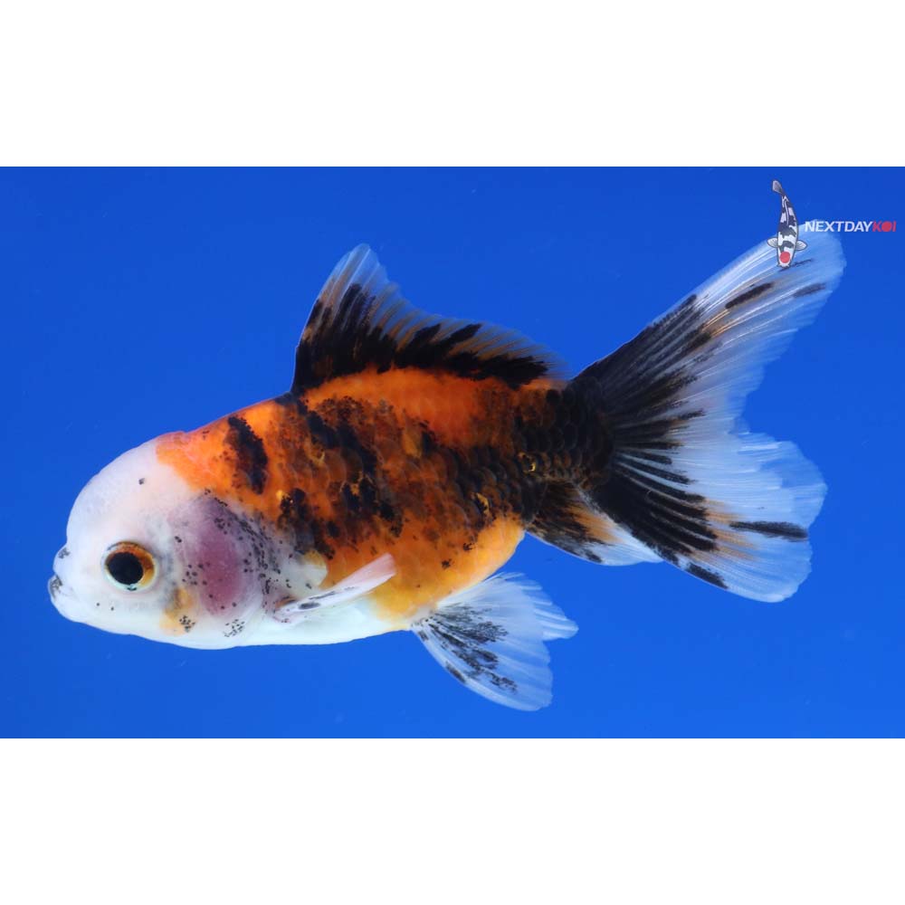 3” Imported Calico Oranda