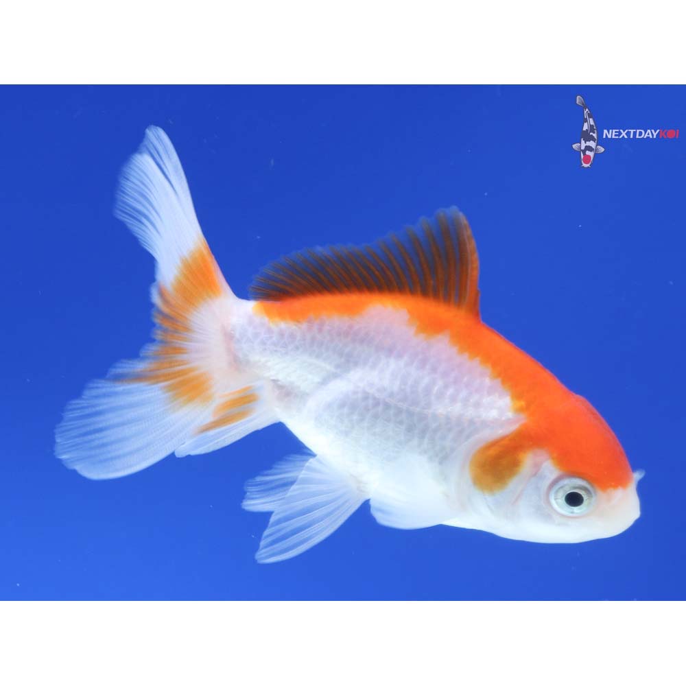 3” Imported Red and White Oranda