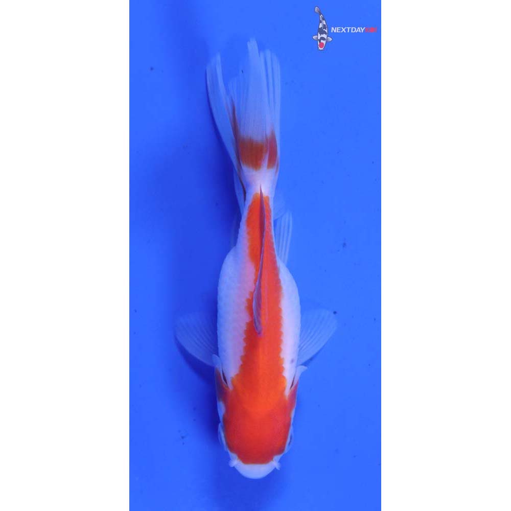 3” Imported Red and White Oranda