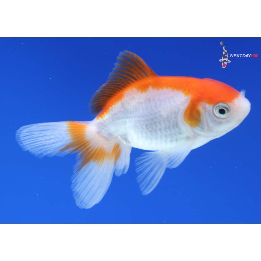 3” Imported Red and White Oranda