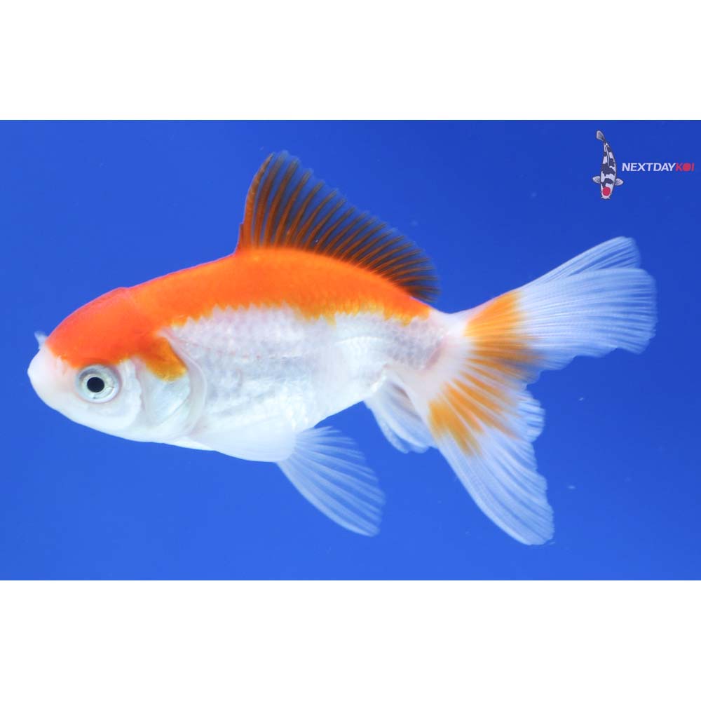 3” Imported Red and White Oranda