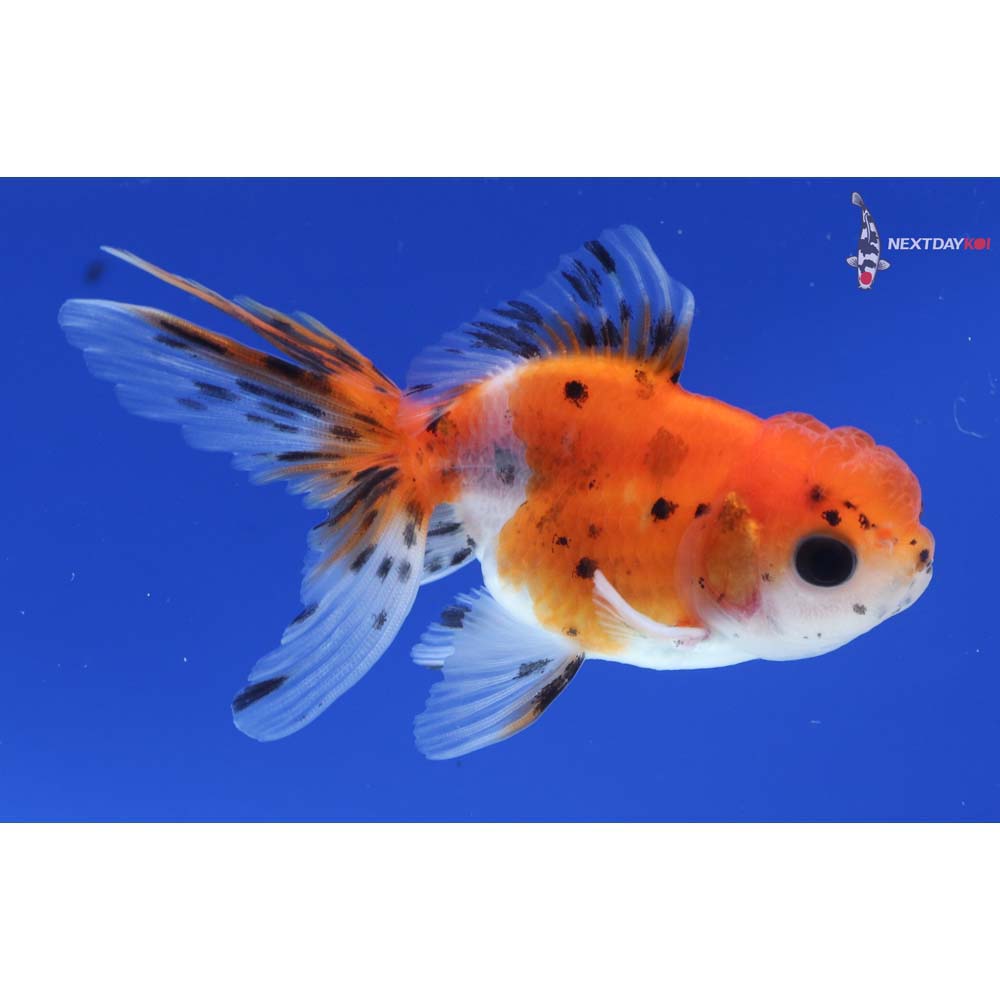 3” Imported Calico Oranda