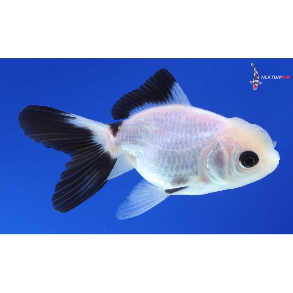 3” Imported Panda Oranda
