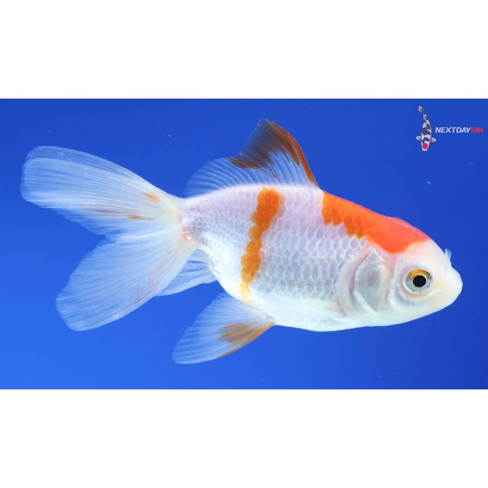 3.5” Imported Red and White Oranda
